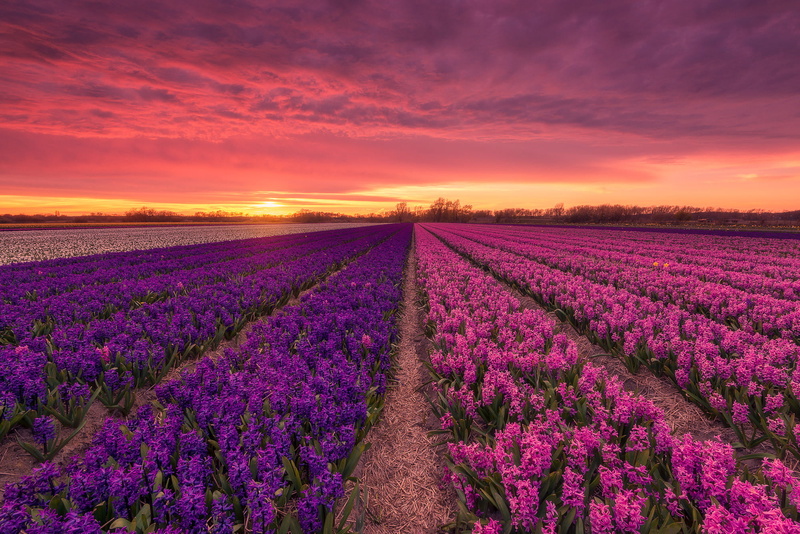 Field, 1080P, Purple Flower, Hyacinth, Flower, Flowers