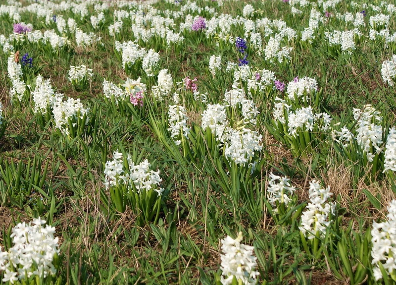 day, flower, nature, green, field, land, high angle view, white, hyacinths, close-up, green color, flowers, grass, flowerbed, fields, flowering plant, tranquility