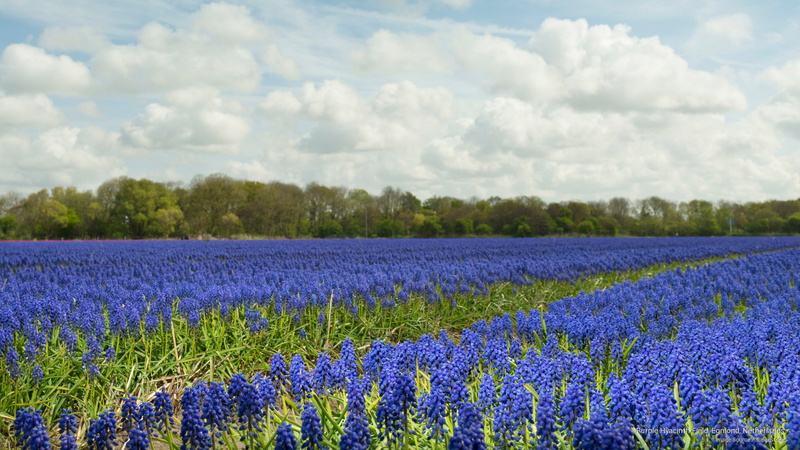 field, netherlands, 2K, purple, hyacinth, Flowers/Gardens, egmond