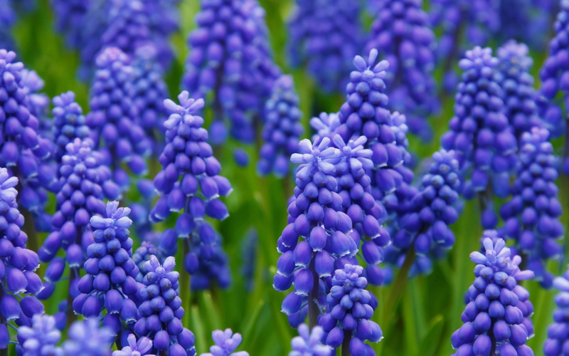 full frame, vibrant color, nature, field, freshness, flowering plant, lavender, food, flower, plant, growth, hyacinth, food and drink, fragility