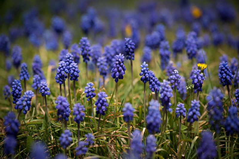 Muscari, 1080P, flowers, blue flowers, field, yellow flowers, twigs, hyacinths, wildflowers