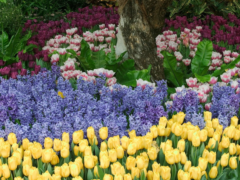 bouquet, flowerbed, hyacinth, beauty In Nature, yellow, flowering plant, day, pink Color, abundance, 720P, springtime, hyacinths, flower Head, blue, ornamental Garden
