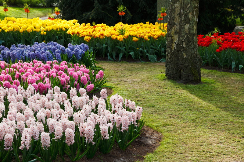 nature, botany, garden, multi colored, spring, netherlands, Bloom, vulnerability, grass, purple, Color, hyacinths, freshness, red, holland, springtime