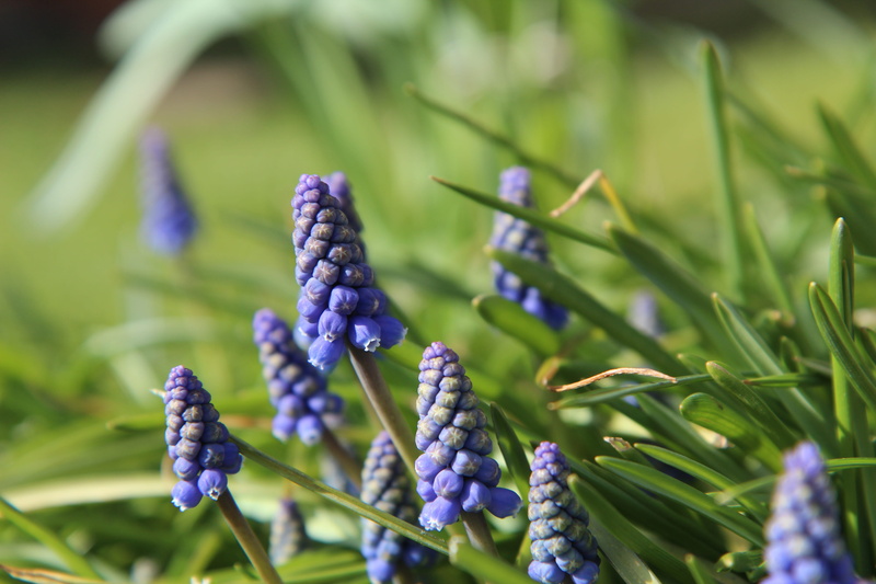 blue, fragility, green color, 5K, vulnerability, growth, purple, plant, no people, close-up, hyacinth, muscari, purple flowers, flower, selective focus