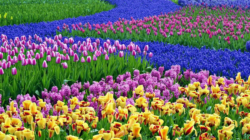 springtime, spring   desktop, abundance, tulip, vibrant color, ornamental garden, flowerbed, land, flower head, growth, nature, beauty in nature, field