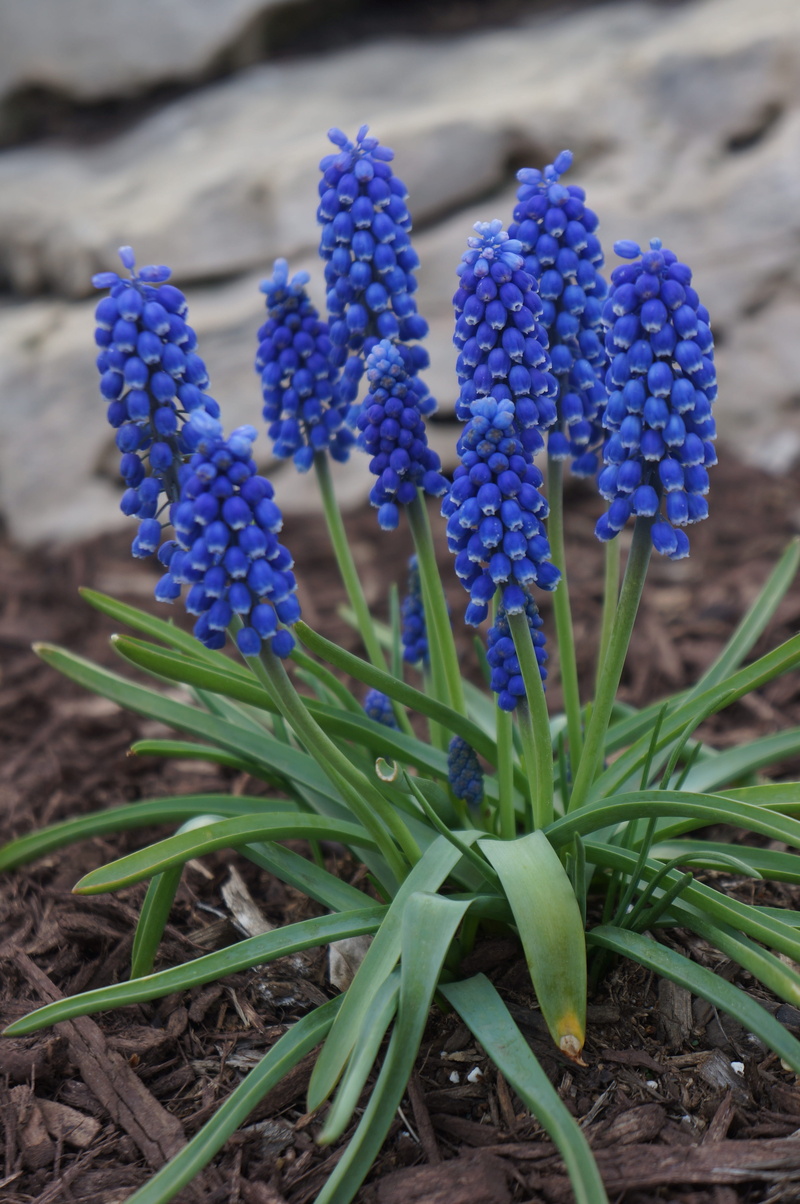 freshness, growth, perennial bulbous, bunch of flowers, lavender, land, outdoors, vulnerability, hyacinth, petal, field, 4K, inflorescence, flowering plant