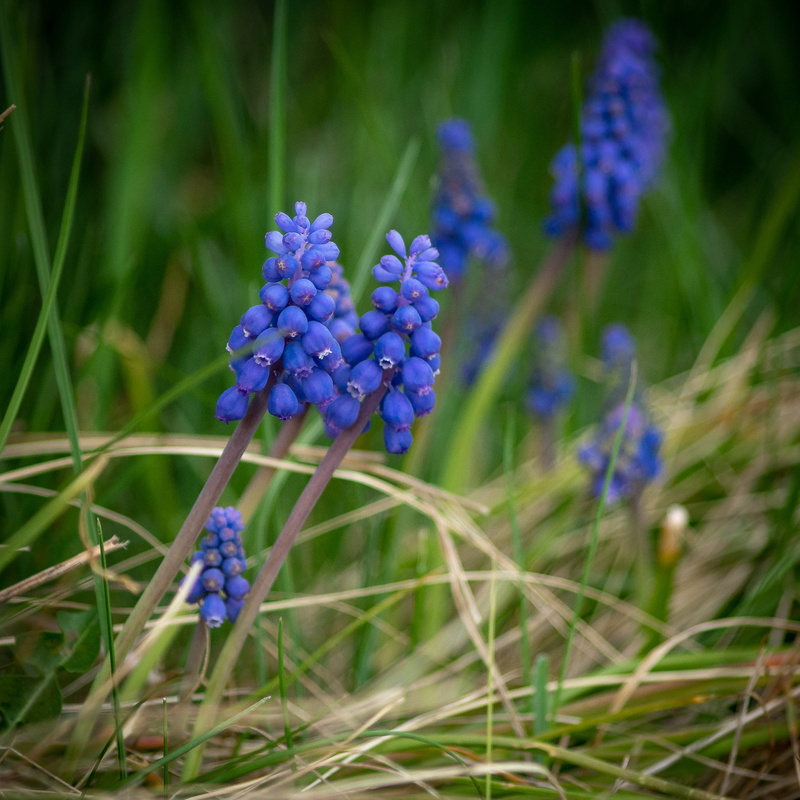 scilloideae, beauty in nature, close-up, spring, flower head, green color, flower, 2K, fragility, growth, bloom, hyacinth, no people, field, petal, flowering plant