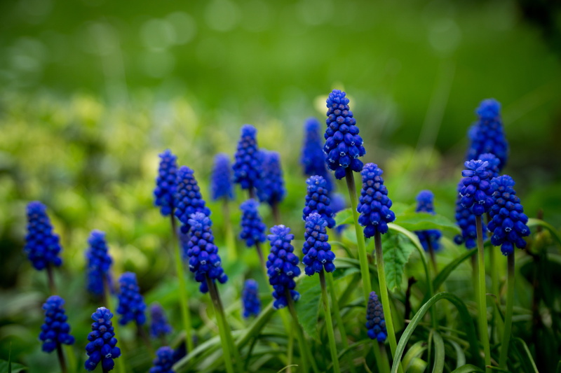 plant, inflorescence, fragility, growth, field, macro, beauty in nature, green color, day, flora, purple, softness, lavender, land, hyacinth, spring, green