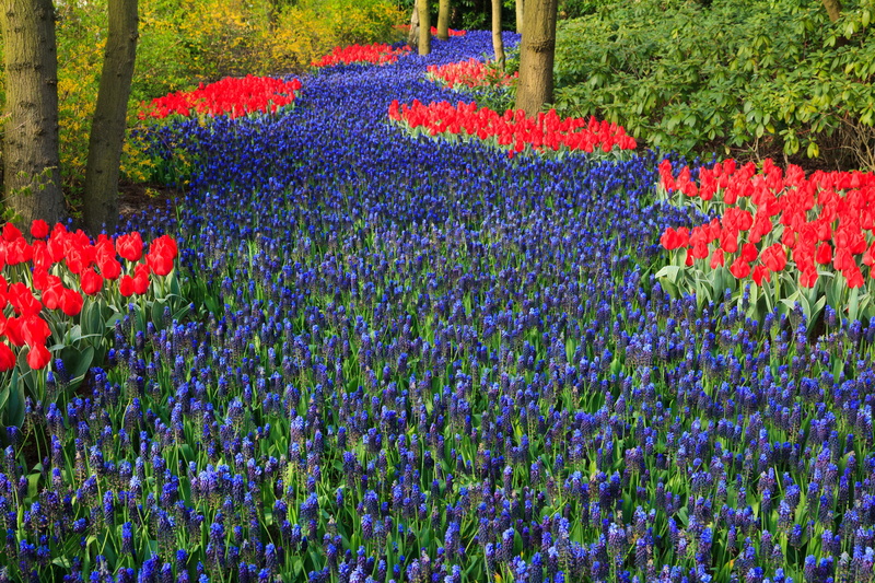 ornamental garden, holland, vulnerability, plant, blue, dutch, Bloom, lavender, flowers, summer, flower, day, nature, land, hyacinth, Tulip, bed, red, flower Head