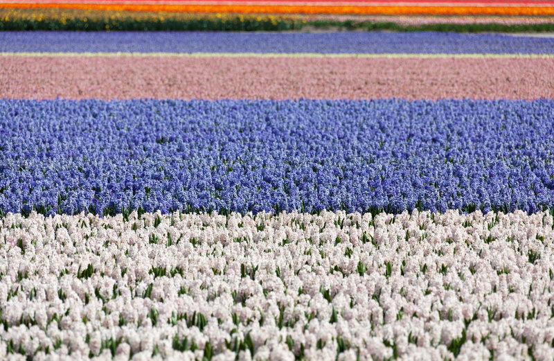 flowers, White, Fields, nature, holland, tranquil scene, netherlands, scenics - nature, hyacinths, colorful, Hyacinth, springtime, purple, flowering plant