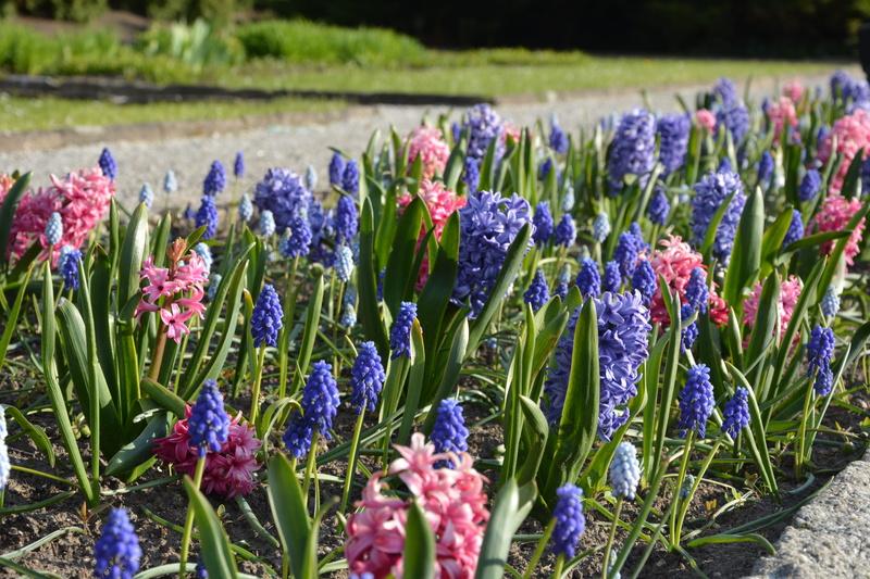 grape hyacinths, beauty in nature, park, inflorescence, flower head, focus on foreground, petal, lavender, Spring, field, growth, vulnerability, gardening