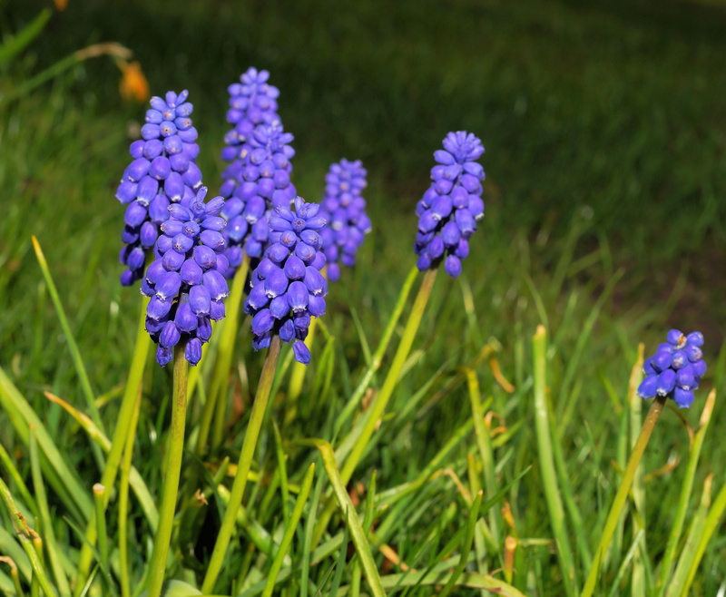 springtime, flower head, nature, 4K, green color, grass, inflorescence, close-up, field, fragility, flower, bloom, selective focus, growth, flowering plant