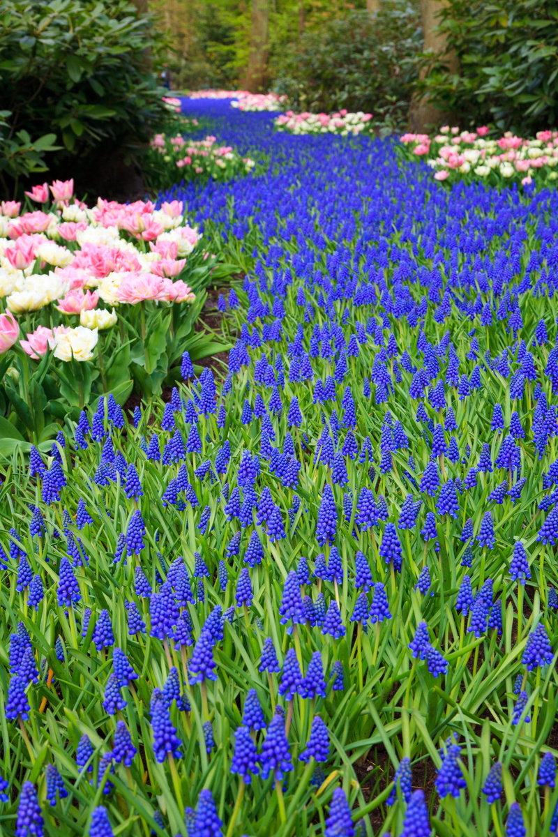 fragility, pink, garden, no people, flower head, land, day, tulips, Tulip, flowering plant, Blooming, close-up, hyacinth, growth, inflorescence, blue, gardening