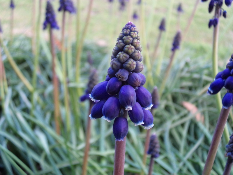 field, fragility, focus on foreground, australia, hyacinth, mount lofty botanic garden, land, close-up, 4K, plant, growth, day, vulnerability, freshness