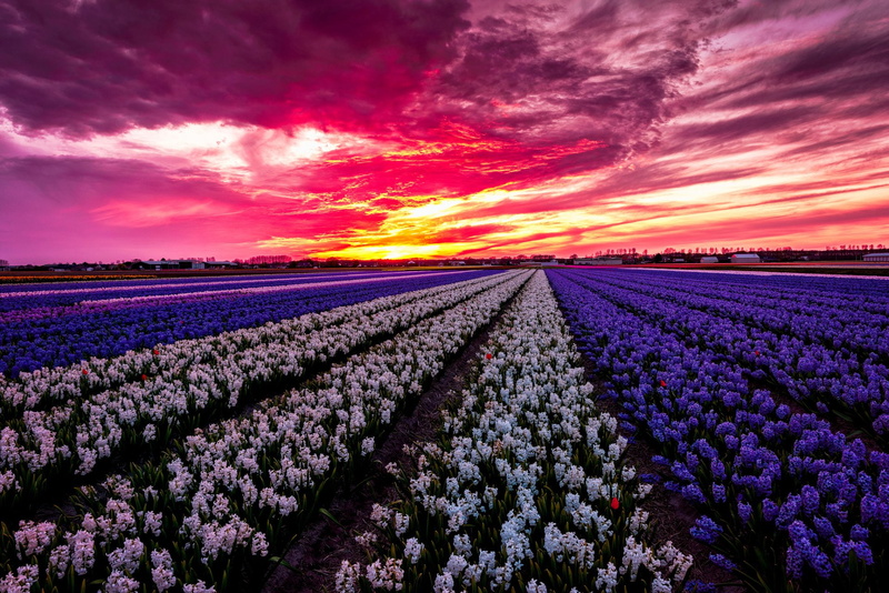 Photography, White Flower, Hyacinth, Sunset, Purple, Purple Flower, Earth, Flower, 1080P, Field