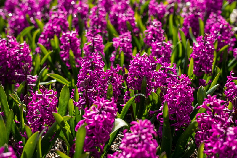 Flowers, Earth, Field, Purple Flower, 1080P, Hyacinth, Flower