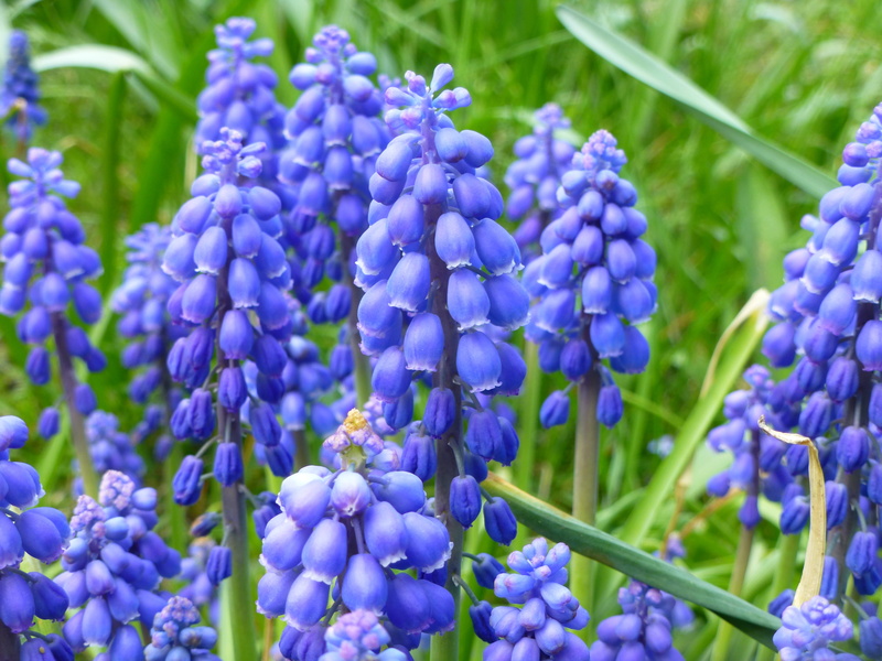 floral, close-up, field, day, plant, blue, alive, purple, vulnerability, lawn, beauty in nature, green color, season, color, blooming, fragility, spring