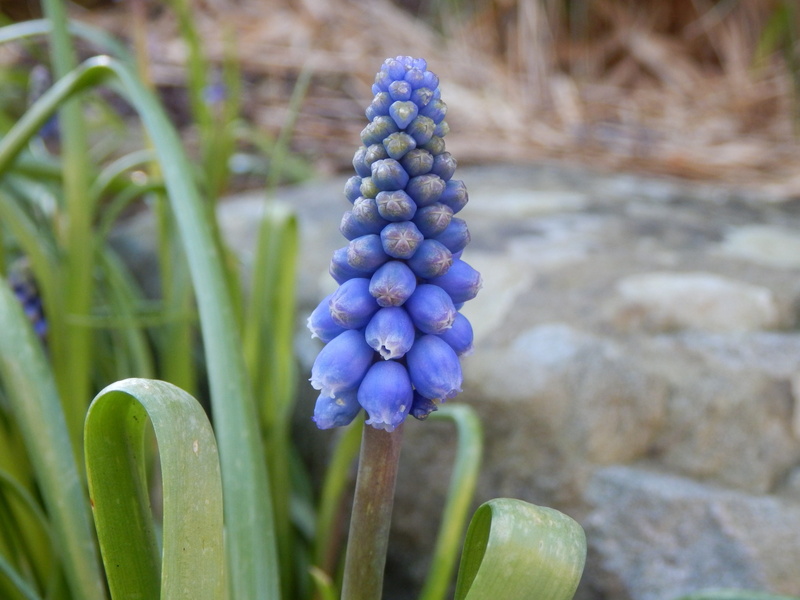 plant, focus on foreground, plantation, fruit, growth, hyacinth, land, freshness, purple, flower, field, food and drink, close-up, food, 4K, green color