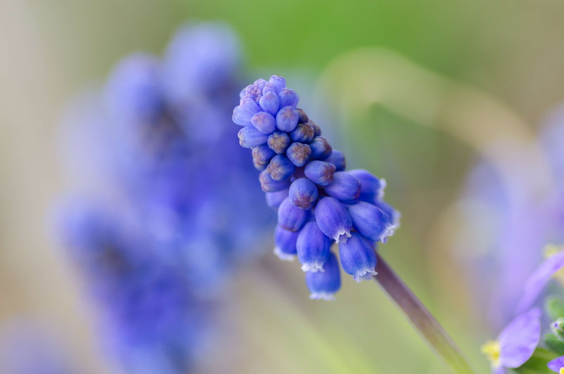 grape hyacinth, fragility, flora, close up, nature, day, beautiful, focus, pretty, blooming, fruit, close-up, freshness, focus on foreground, blue, growth
