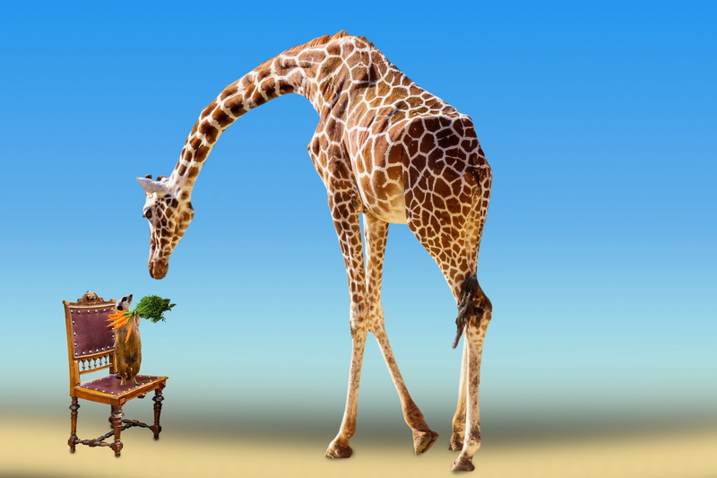 giraffe, friends, get well soon, animal neck, animal wildlife, one animal, animal themes, welcome, nature, animals, emotions, meerkat, animal, blue, land