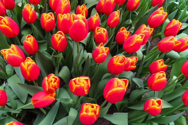 valentines day, tulip, cup, bloom, garden, fragility, nature, leaf, bouquet, growth, vulnerability, petal, green color, spring, freshness, flower bed, floral greeting