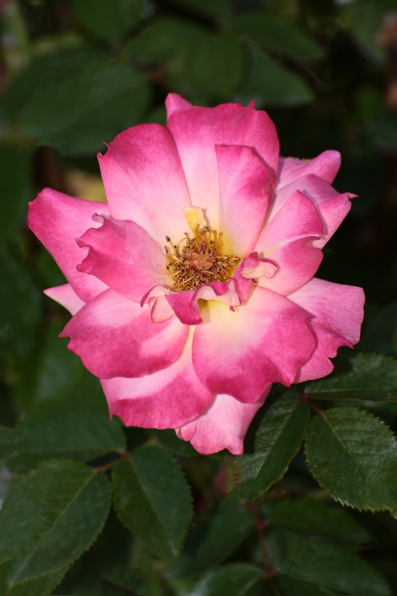inflorescence, pink color, pollen, get well, petal, flower, gardening, 2K, wild rose, vulnerability, plant part, nature, plant, flowering plant, beauty in nature