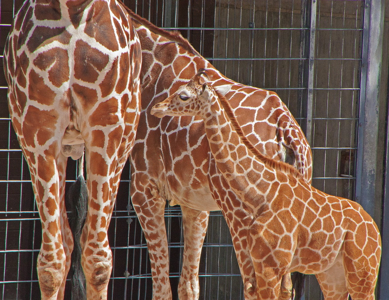 2K, safari, animal themes, giraffe, group of animals, nature, close-up, vertebrate, day, animals in captivity, herbivorous, zoo, natural pattern, animals in the wild