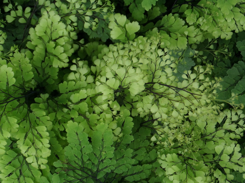 freshness, closeup, green, directly above, nature, high angle view, day, greenhouse, detail, plant part, tranquility, full frame, photography, beauty in nature