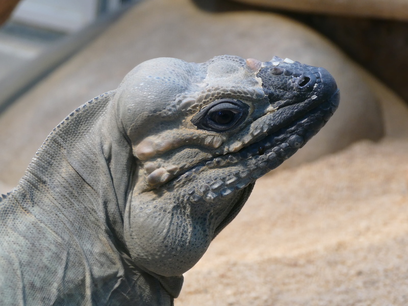 animal body part, lizard, no people, 4K, wilhelma zoo stuttgart, beak, animal, vertebrate, focus on foreground, bird, wild, animal head, animal scale
