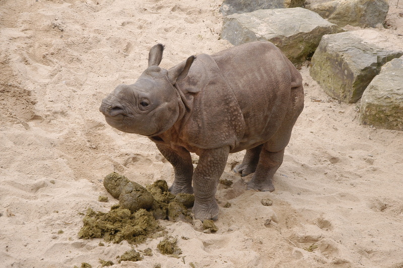 nature, no people, field, vertebrate, animal wildlife, rhinoceros, endangered species, zoo, mammal, animal themes, rhino, animal, land, young animal, 2K
