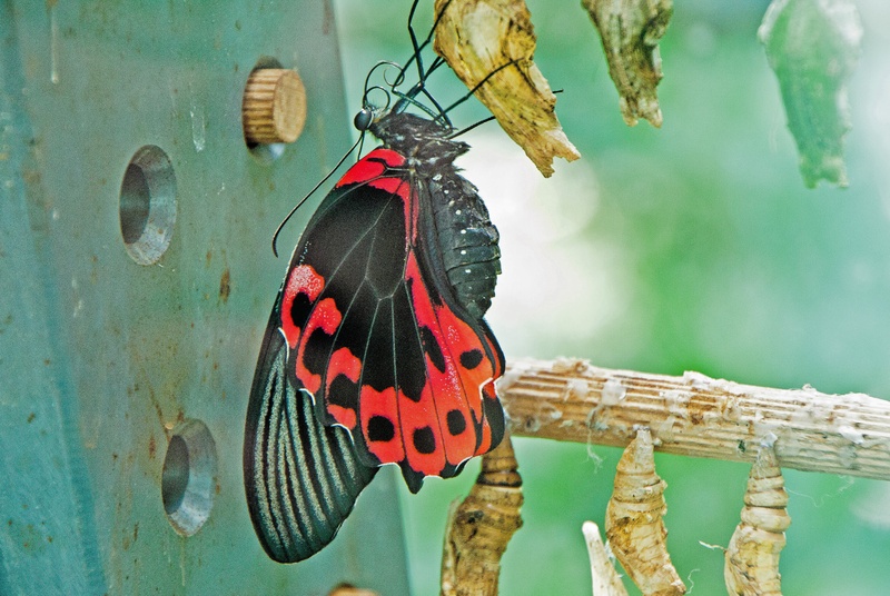 nature, 4K, animal, close-up, butterfly, focus on foreground, wilhelma, one animal, no people, day, stuttgart, germany, spotted, freshly hatched, animal wing