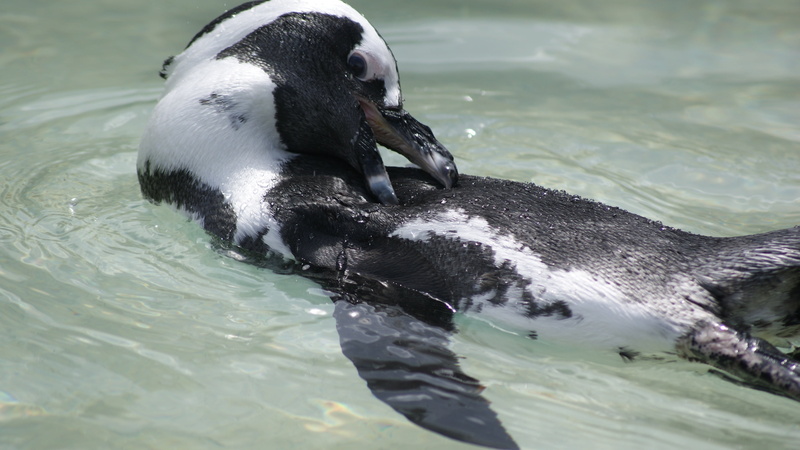 penguin, no people, rippled, zoo, outdoors, 4K, african penguin, lake, swimming, one animal, beak, water bird, day, animal, bird, nature, waterfront, wilhelma