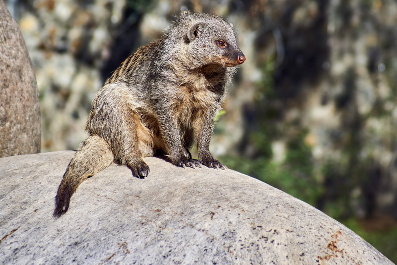 vertebrate, rock - object, rock, germany, solid, creature, animal world, zoo, nature, mammal, rodent, looking away, mouth open, no people, 4K, day, animal
