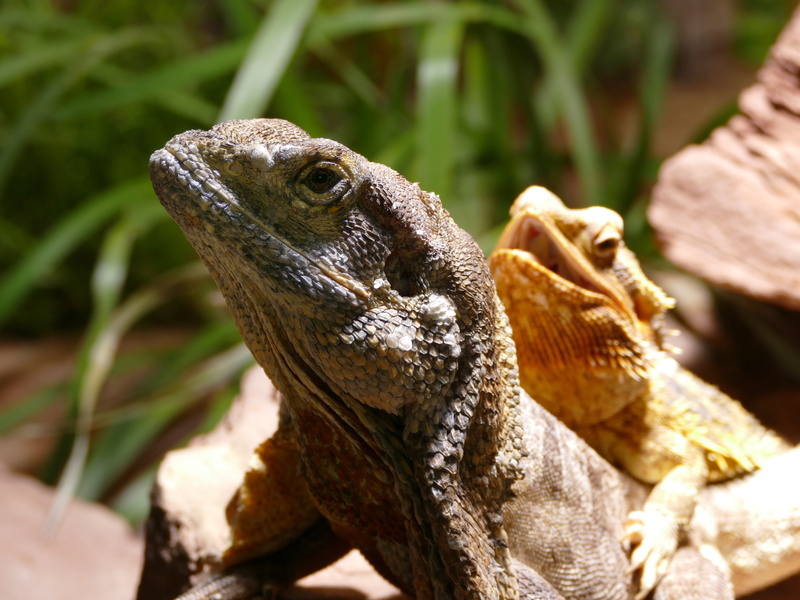 outdoors, day, 4K, animal head, wilhelma zoo, reptile, animal, one animal, side view, animal world, animals in the wild, no people, animal body part, animal scale