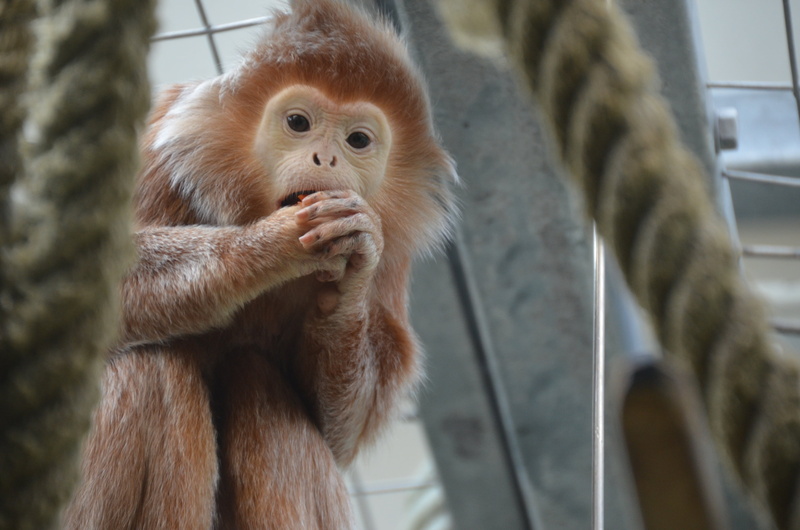animal family, animal wildlife, vertebrate, wilhelma, monkey, animal themes, close-up, animals in the wild, indoors, primate, looking away, animal hair