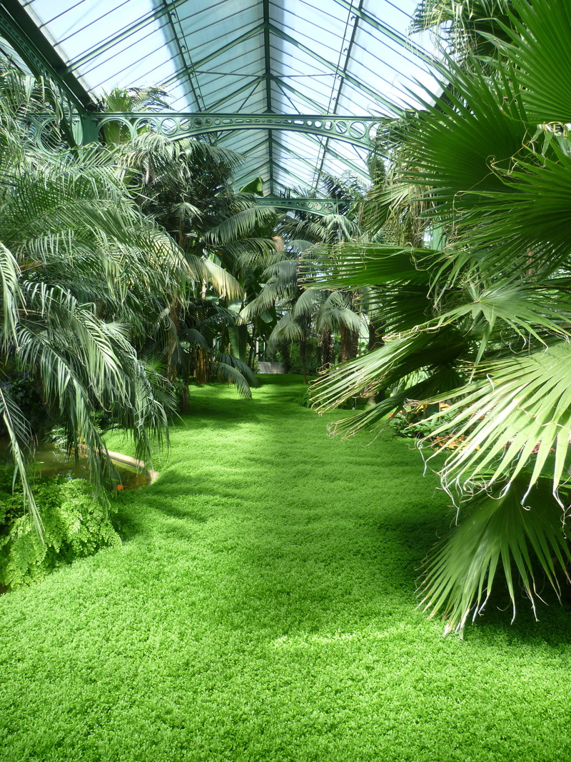 Tropics, tropical climate, Jungle, plant nursery, outdoors, day, palm tree, grass, greenhouse, land, environment, agriculture, palm leaf, plant house, leaf