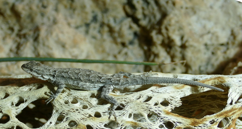 reptile, solid, iguana, rock, one animal, animal wildlife, close-up, gecko, animals in the wild, 4K, nature, tree, lizard, animal scale, animal themes