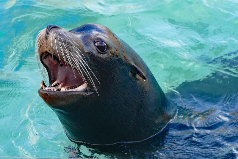 animals in the wild, no people, swimming, marine, animal body part, underwater, swim, tooth, animal teeth, animal themes, sea life, sea lion, animal, wilhelma zoo stuttgart