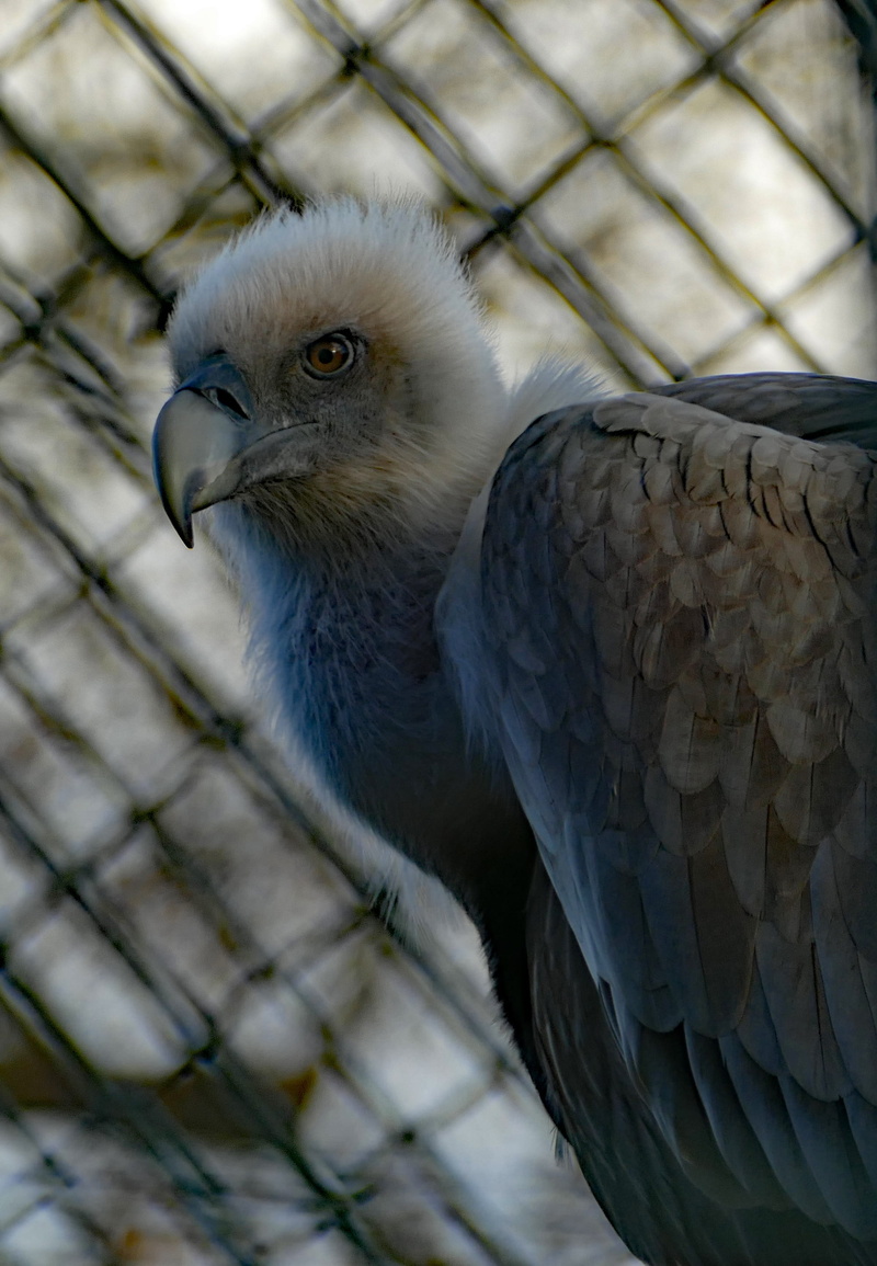 nature, animal head, close-up, vulture, animals in the wild, vertebrate, animal themes, birdcage, zoo, one animal, bird of prey, wilhelma zoo stuttgart
