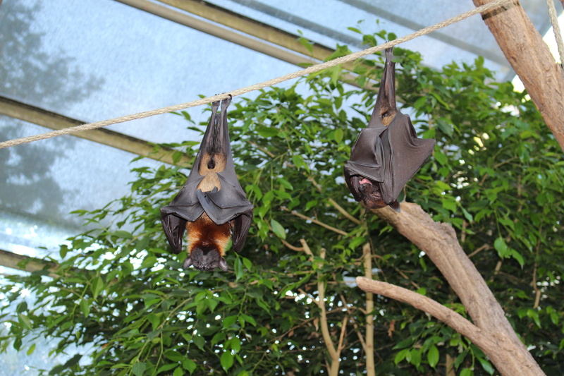 vertebrate, group of animals, animal themes, animals in the wild, growth, leaf, day, low angle view, tree, bird, animal, zoo, animal wildlife, sleeping
