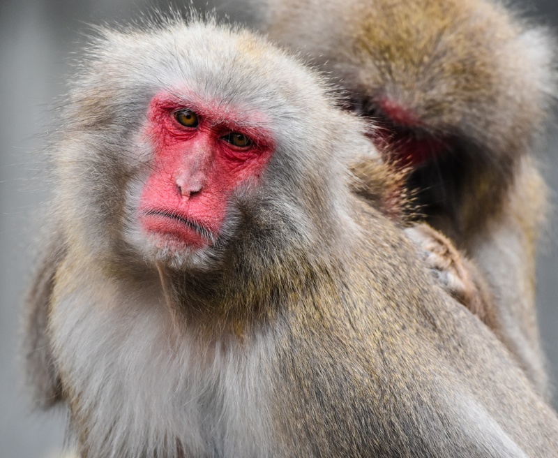 4K, no people, red face, japan monkey, mammal, outdoors, animals in the wild, looking at camera, japanese macaque, animal body part, animal, animal wildlife