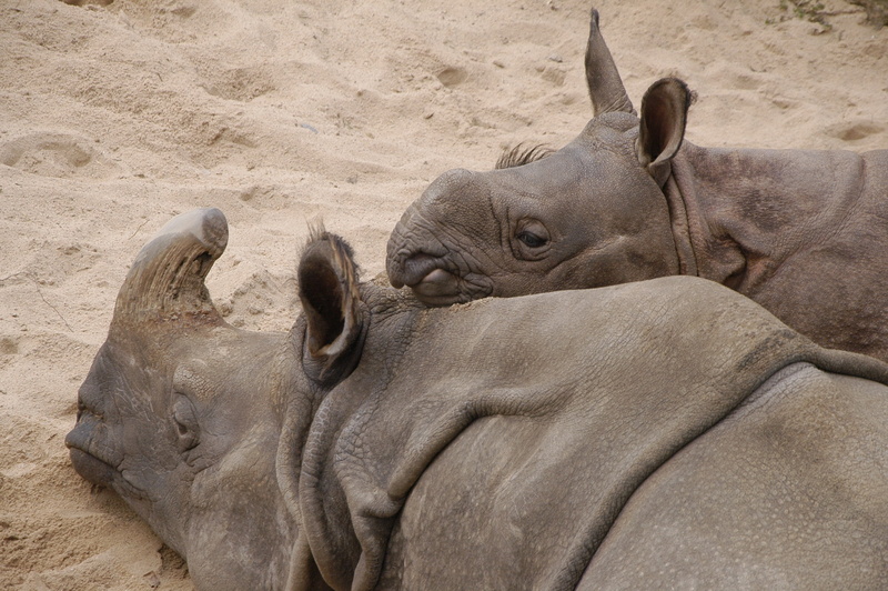 safari Animals, day, vertebrate, 2K, animal themes, close-up, elephant, resting, rhinoceros, group of animals, mammal, rhino, zoo, africa, animal, large