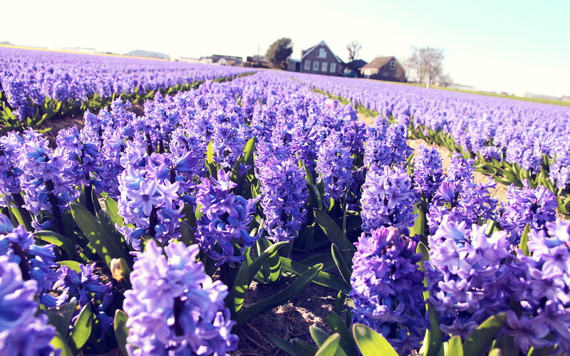 2K, beauty in nature, lilac, field, photography, home, crocus, day, purple, nature, springtime, flowering plant, land, hyacinth, lavender colored, no people