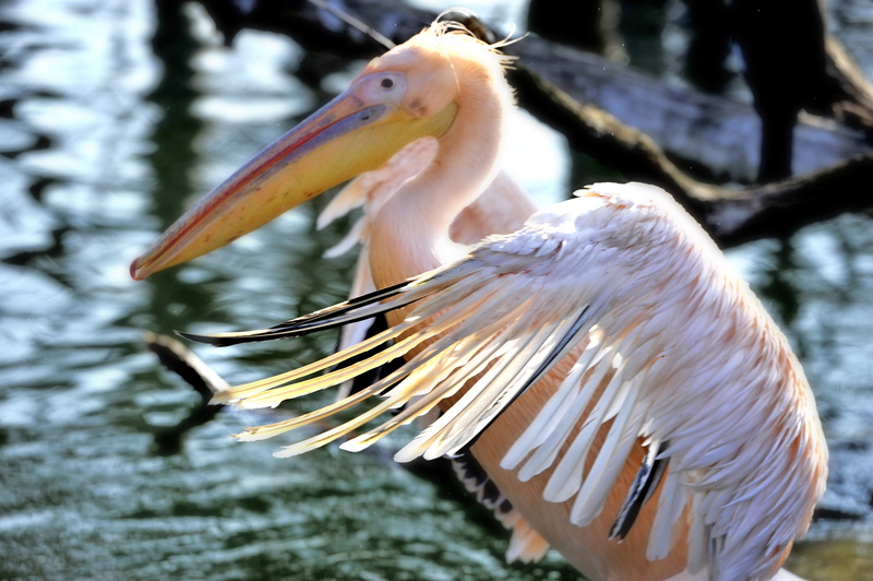 wing, bird, 4K, freshwater bird, animal, nature, tree, animal neck, beak, lake, one animal, water, no people, vertebrate, feather, animals in the wild