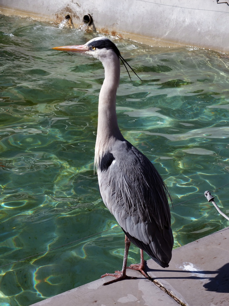waters, no people, perching, pool, outdoors, water, water bird, wilhelma stuttgart, full length, vertebrate, animal, animals in the wild, 4K, grey, zoology
