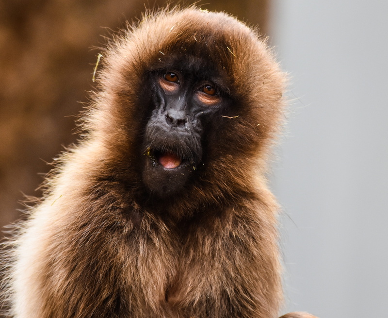 day, looking at camera, focus on foreground, animal hair, animals in the wild, animal body part, mammal, one animal, nature, close-up, portrait, vertebrate