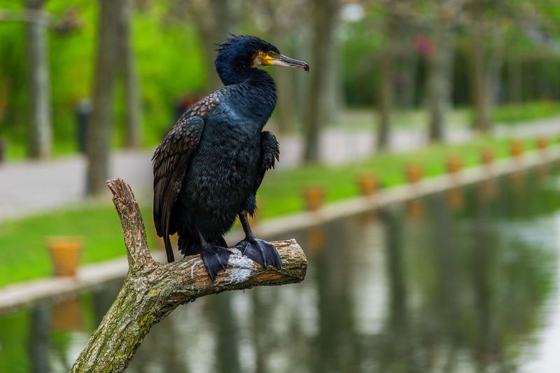 zoo, lake, cormorant, focus on foreground, vertebrate, wooden post, creature, standing, no people, one animal, large beak, water bird, large, animal, 4K