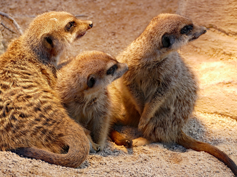 mammal, nature, group of animals, 4K, relaxation, vertebrate, land, animal wildlife, animals in the wild, wild, wilhelma zoo stuttgart, rodent, young animal