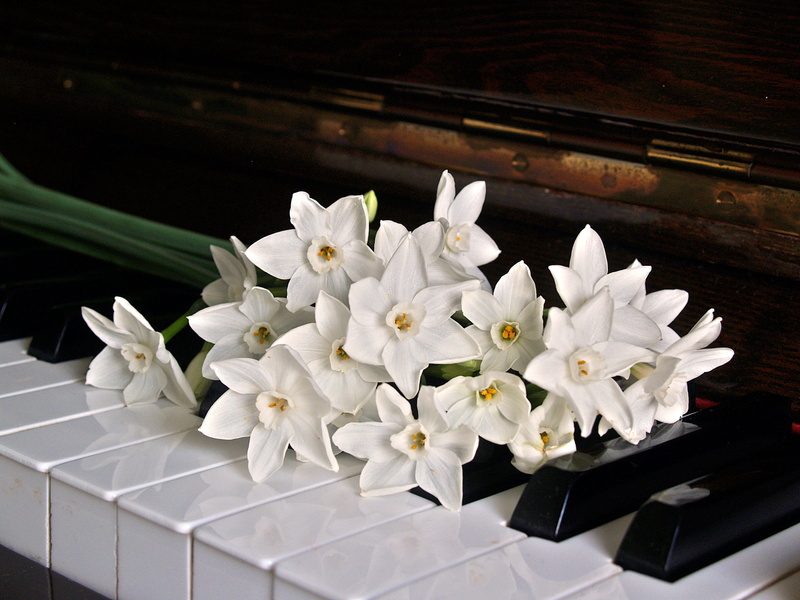 scale, artistic, petal, pianist, play, shiny, 2K, flowers, piece, plant, luxury, black, large group of objects, piano, no people, white, beauty in nature