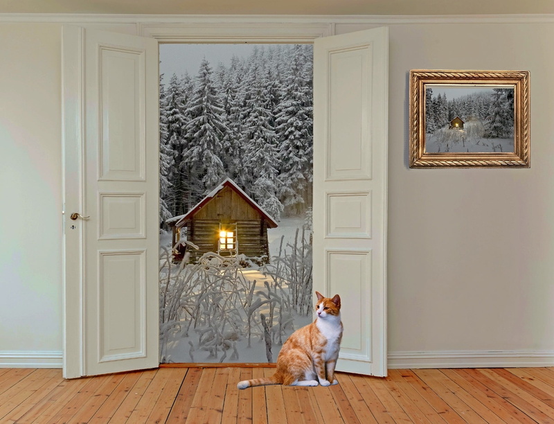 one animal, wood, people, outlook, room door, white, domestic animals, winter dream, hinged door, pets, wood - material, input, domestic, plant, open door